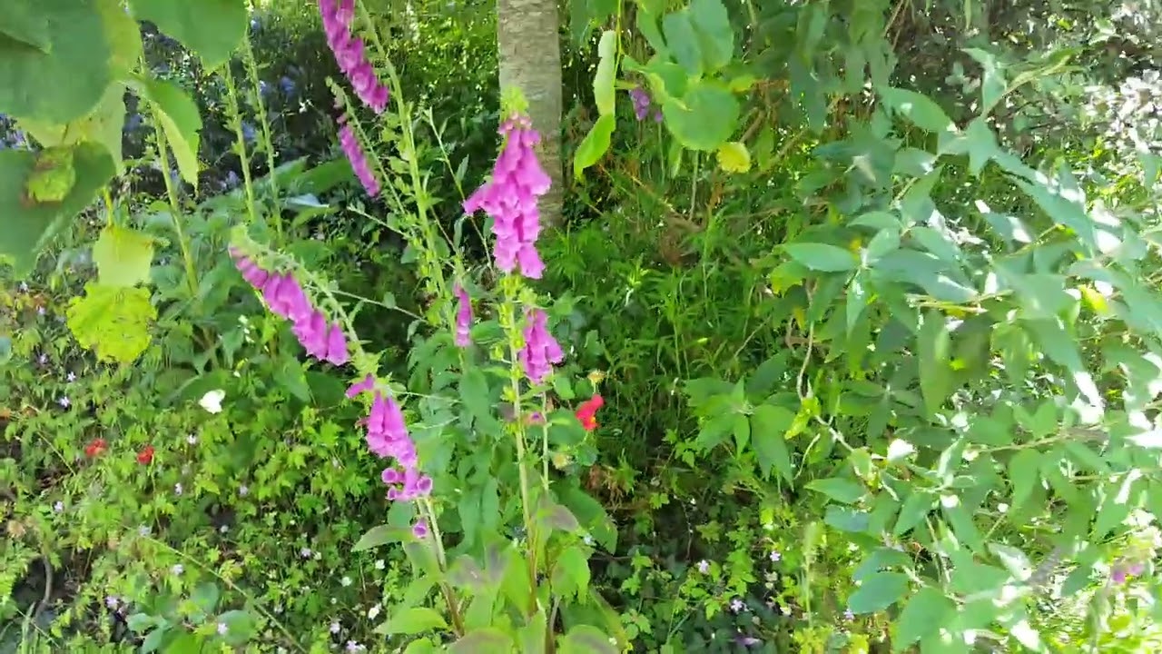 Primrose to Rose flowers