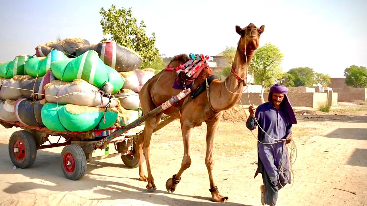 Camel is pushing reverse loaded cart