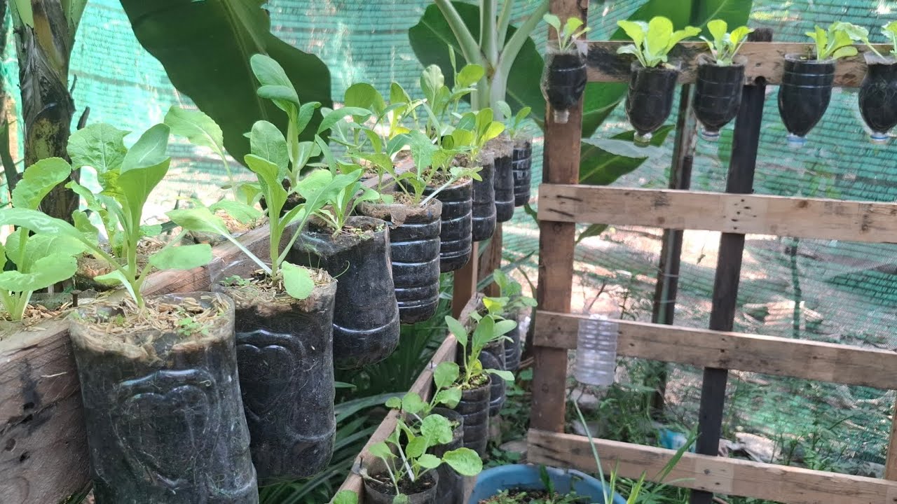 Start  grow vegetable in bottle -ដាំបន្លែក្នុងដបទឹកសុទ្ធ 