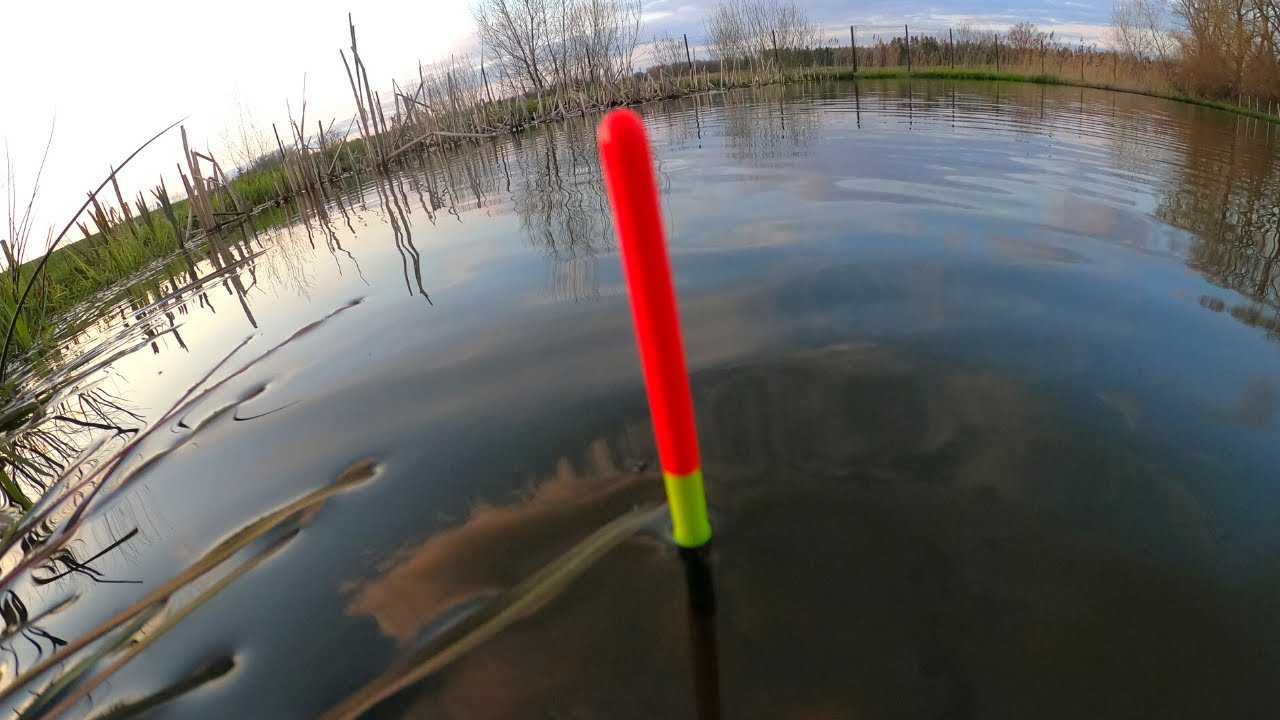 Lynų sezono atidarymas plūdine meškere prūde