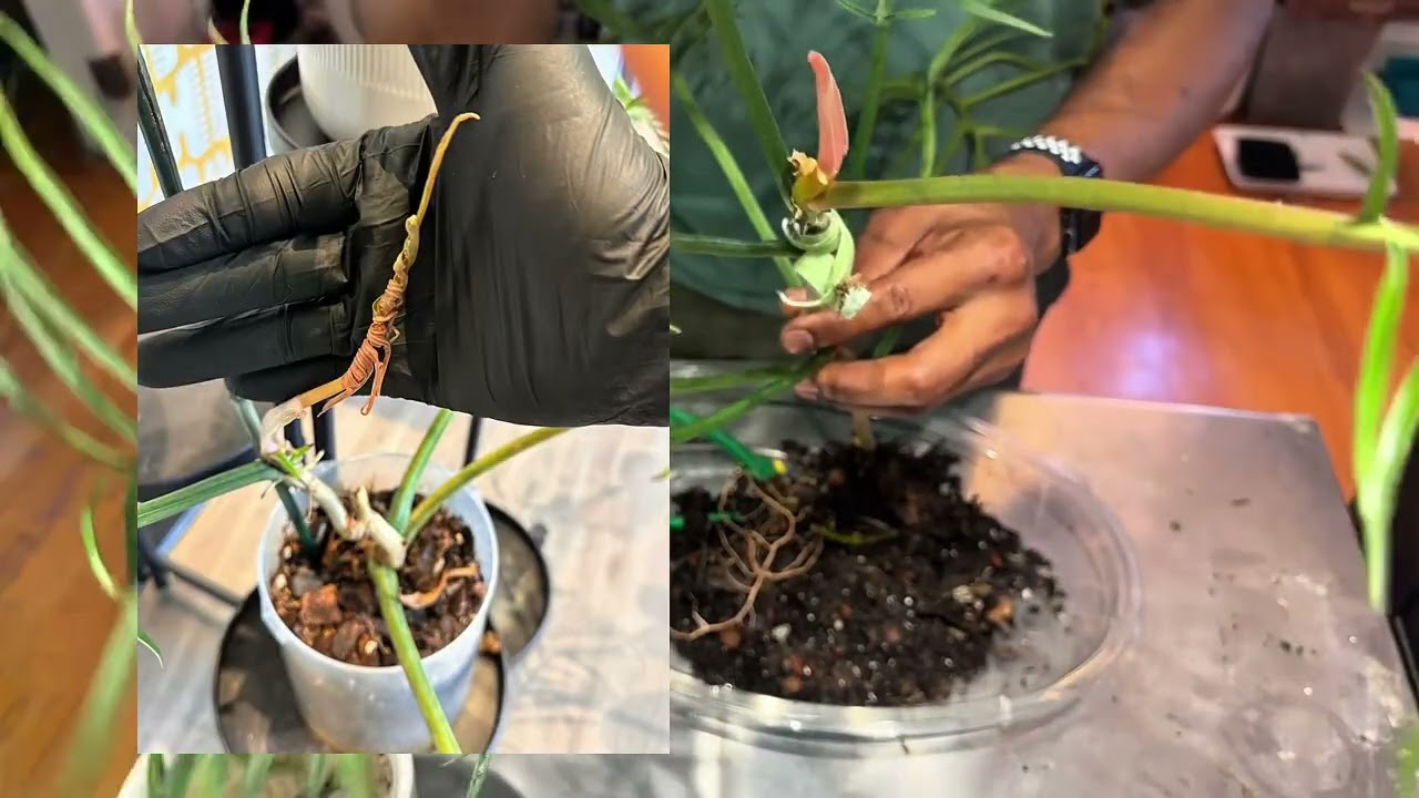 Philodendron Tortum #repot #philodendrontortum 💚💚💚
