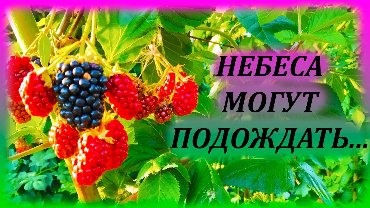 Этот сорт ежевики хотят все! НЕБЕСА МОГУТ ПОДОЖДАТЬ в Московской области. Как выращивать ежевику.