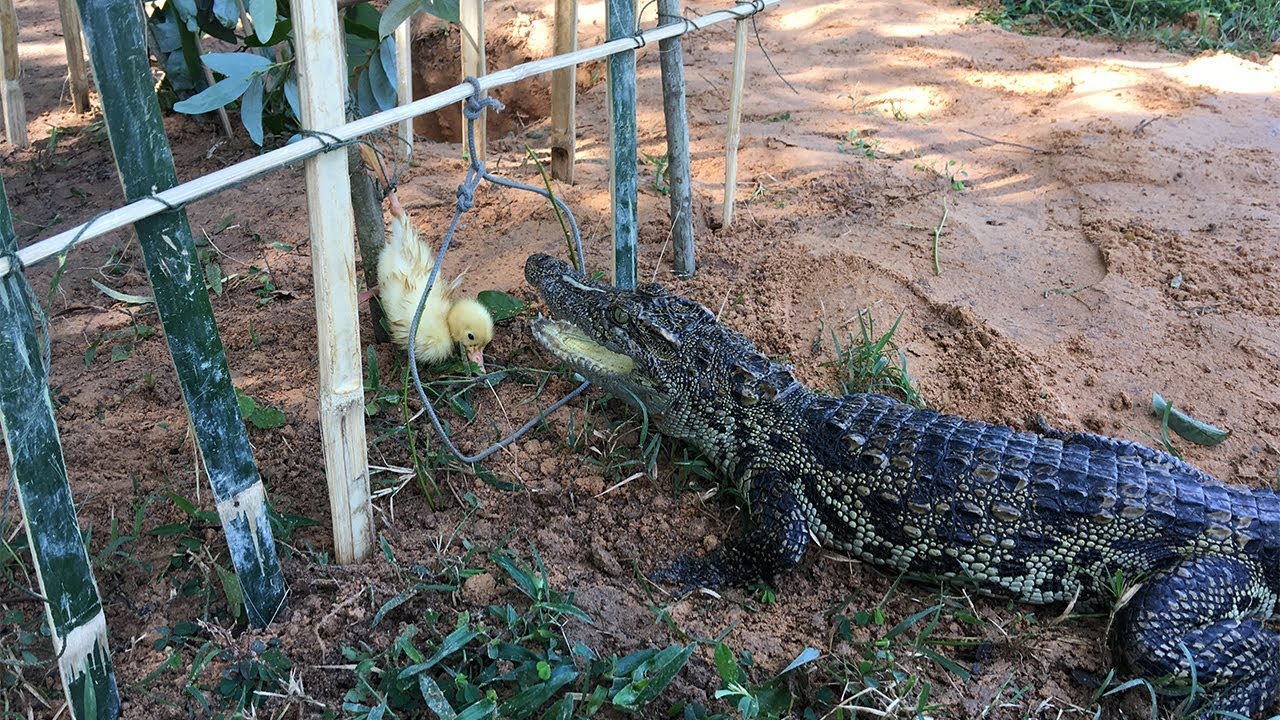 Good Creative Man Make Quick Crocodile Trap By Bamboo And Baby Duck  Use As Bait
