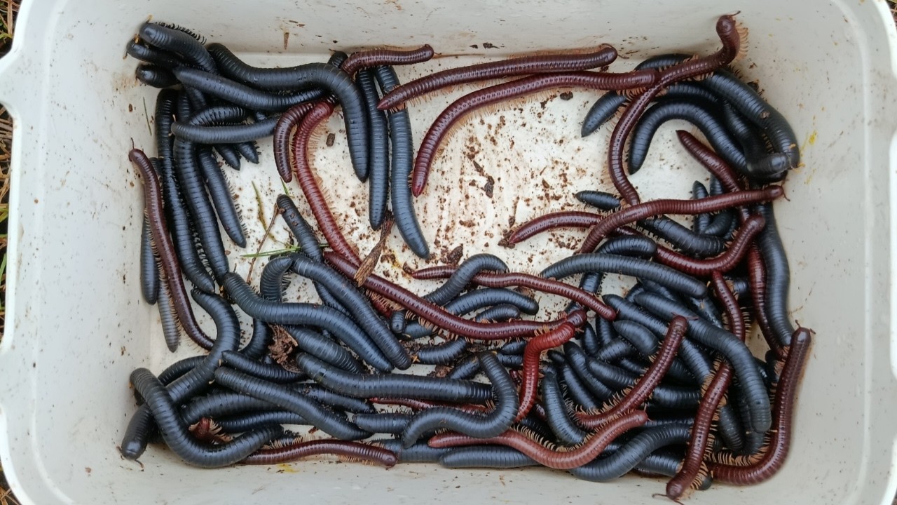 Hunting millipede kaki seribu besar di semak-semak part 45