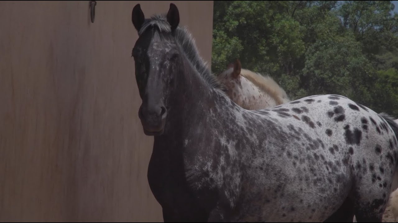 TODOCABALLO Capítulo 127: La raza Appaloosa y la carreras de cuádrigas