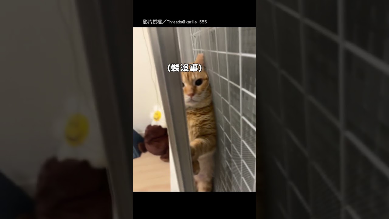 【社恐喵】剛領養的貓貓很害羞 但有點過頭XD｜貓｜可愛