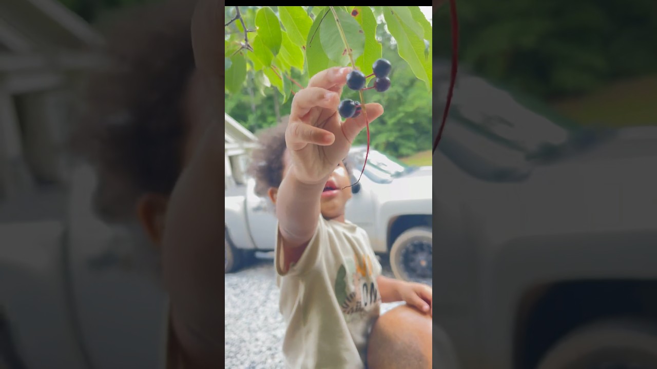 Kids Foraging Wild Cherries  