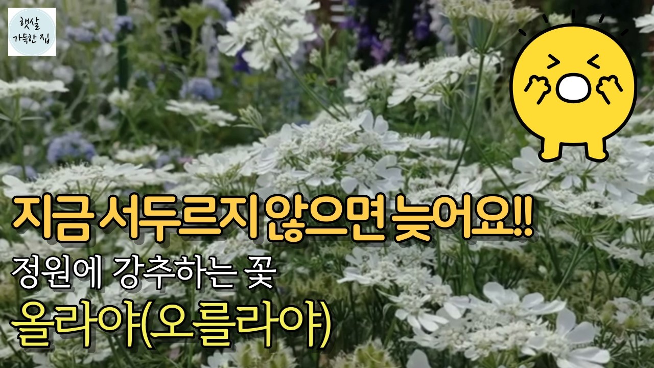 정원에 강추하는 꽃👍올라야😊/이 영상 하나로 완전 정복! 파종, 재배, 주의점, 어울리는 다른 식물/ Orlaya grandiflora