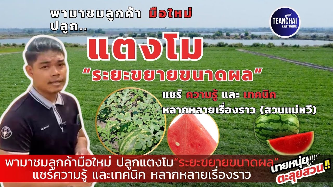 พามาชมลูกค้ามือใหม่ปลูกแตงโม ระยะขยายขนาดผล แชร์ความรู้ และเทคนิค หลากหลายเรื่องราว(สวนแม่หวี)