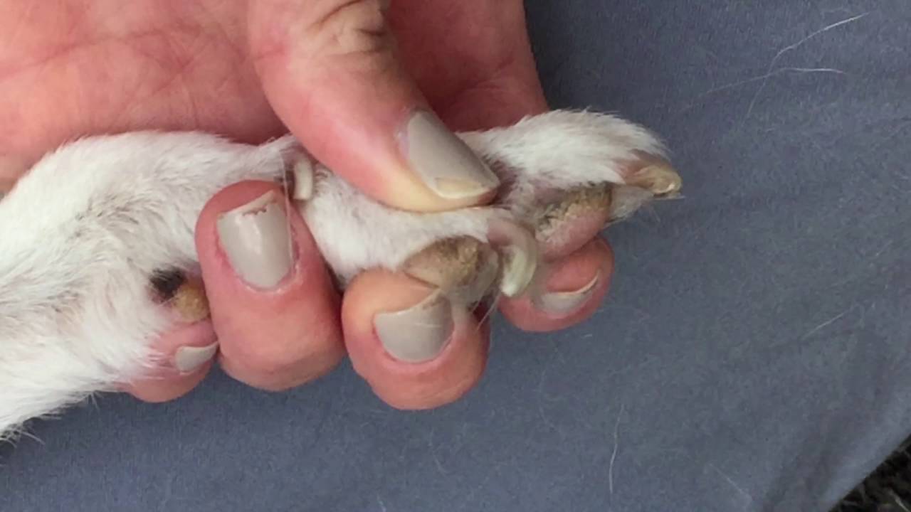 Veterinary Learning Series: Dog Toe Nail Dremel