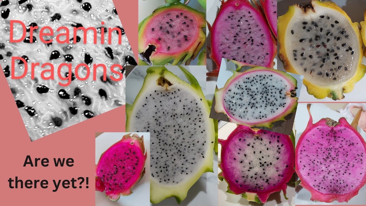 ARE WE THERE YET?! Is my dragon fruit ready to pick?