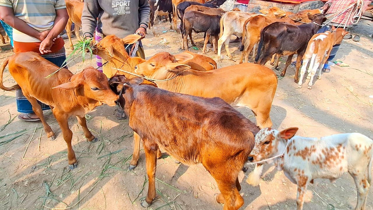 ৩০/১/২৬/ বগুড়া ধাপের হাট থেকে দেশি ও শাহীওয়াল ষাঁড় ও বকনা বাছুর গরুর দাম দর জানুন #বকনা 