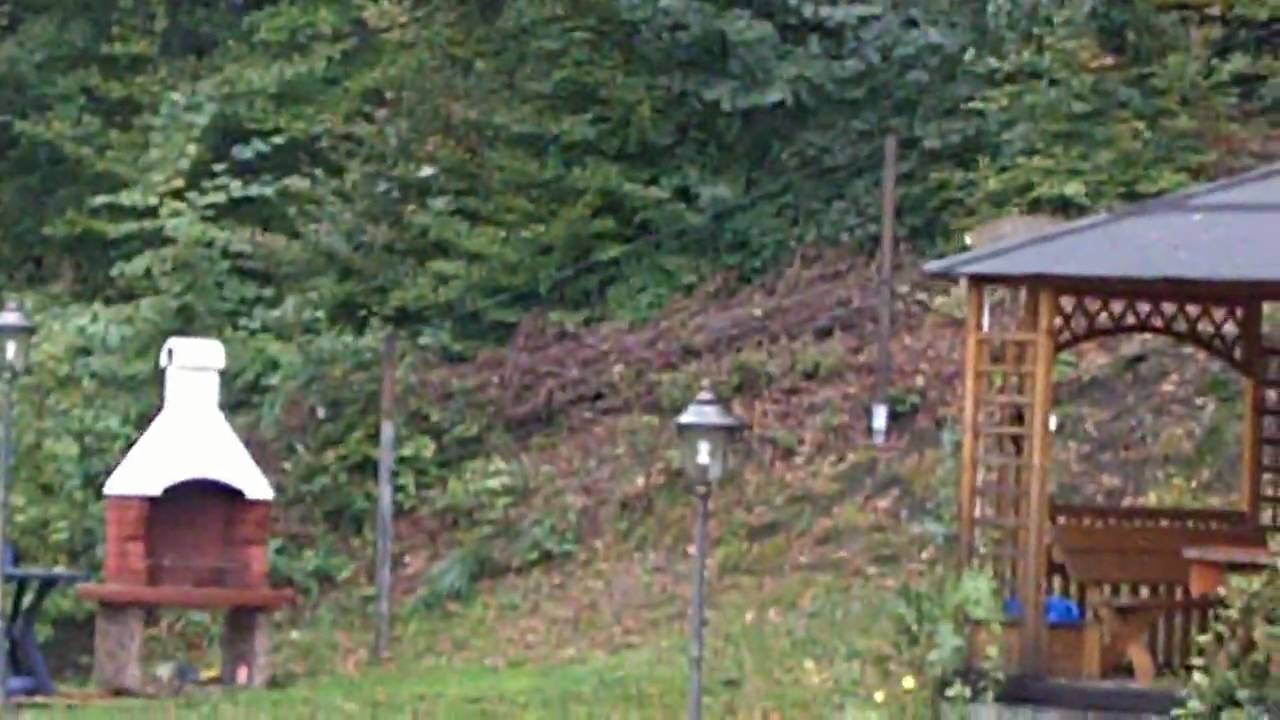 Test Kamery Kodak Zi8 Full HD 1080p - Sarny - Deer