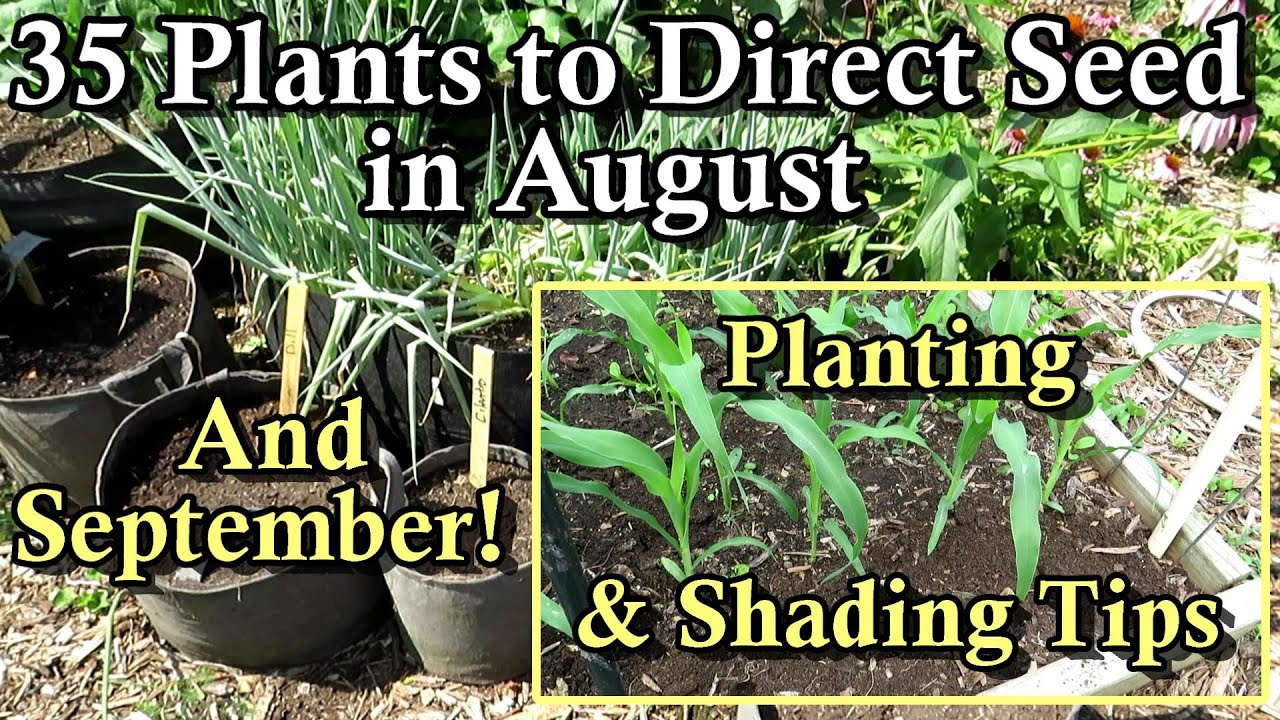 35 Crops You Can Direct Seed in August & September: Warm & Cool Crops- Planting Tips & List Below!