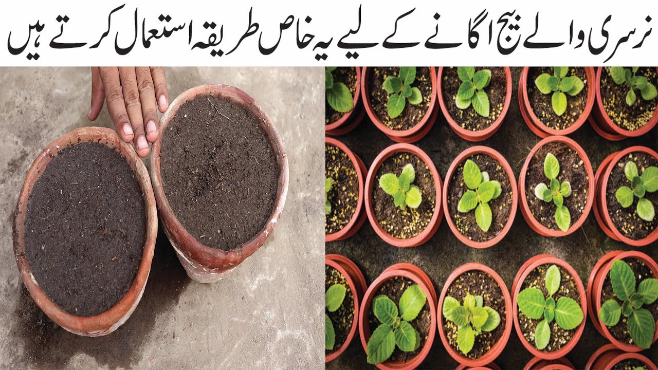 BEST Way to Start Seedlings for Healthiest Plants.100% Germination plants