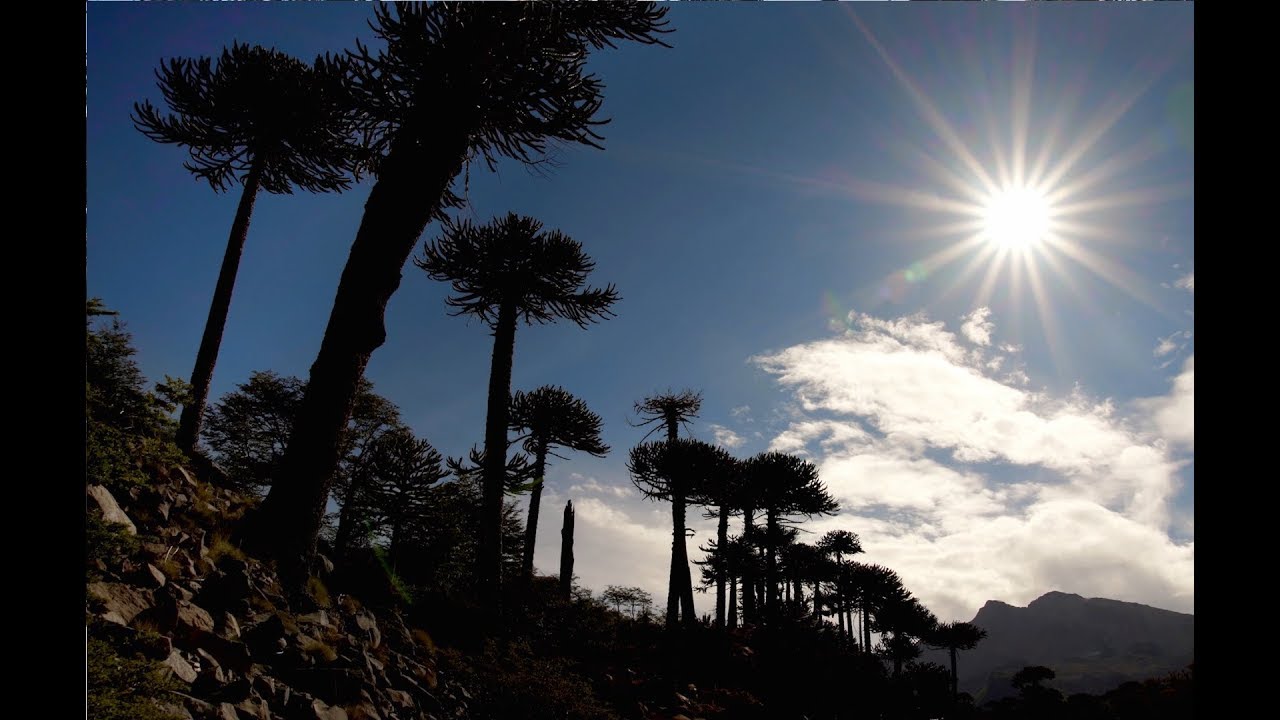 La Araucaria con el pueblo Mapuche y los peligros que la acechan | Memorias de Árboles