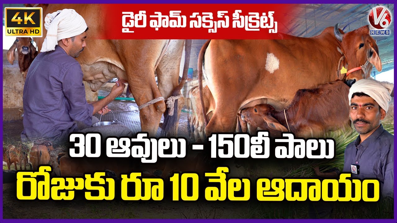 Go Kshetram | Cow Farming Techniques | Liter Milk Rs 120 | Keesaragutta | 4K Video | V6 News