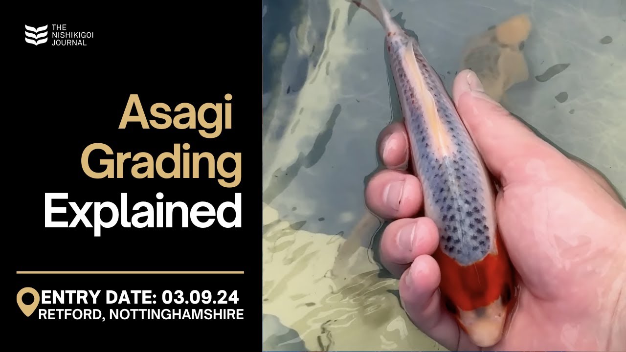 Challenges of Grading Otsuka Asagi Koi | The Nishikigoi Journal | EP #054