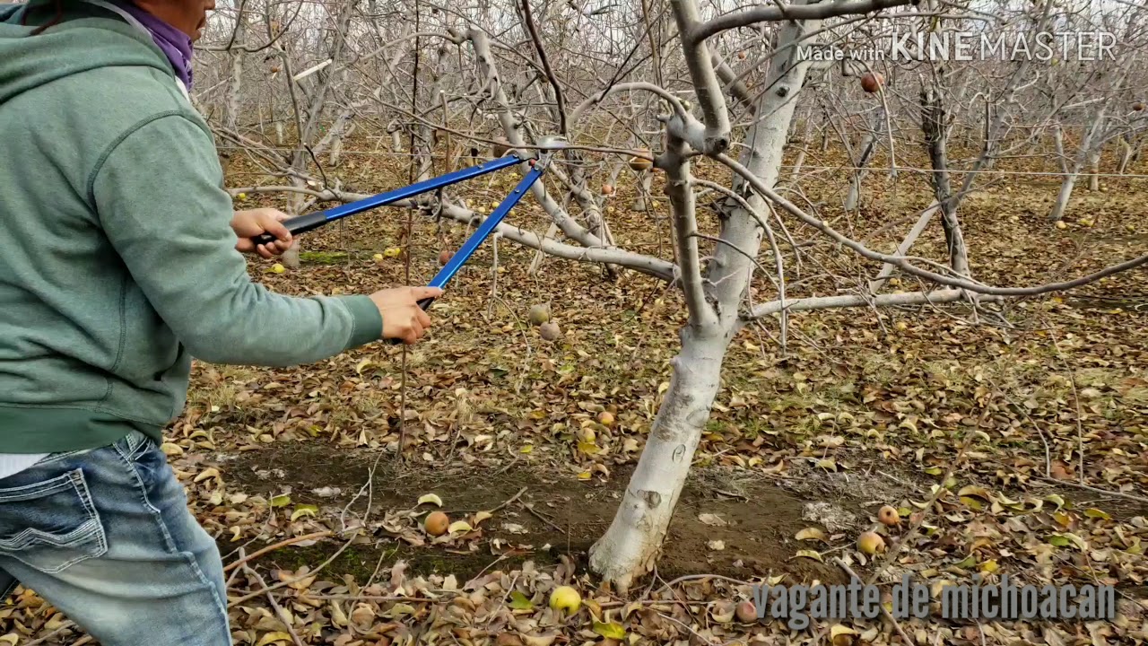Como podar arboles de manzana