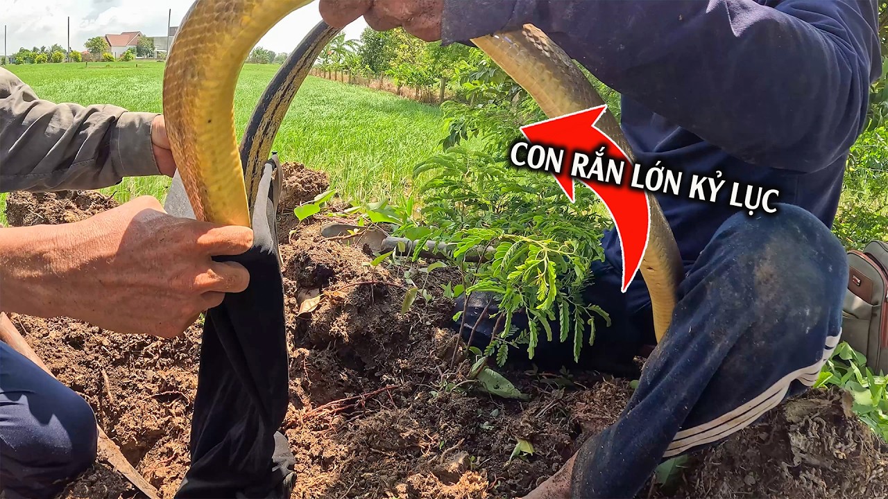 Tôi Được Thấy Một Con Rắn Lớn Kỷ Lục, To Lớn Nhất Loại | TGSB #1155