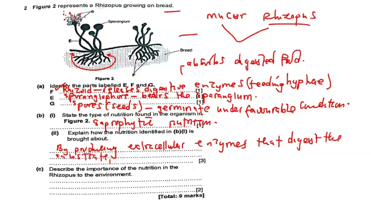 Saprophytic Nutrition || exam question|| full topic explained.