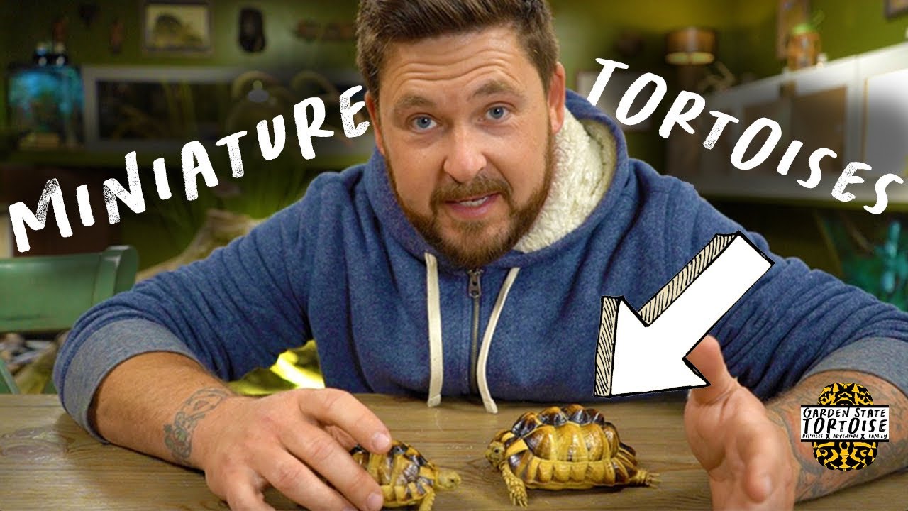 Top Notch Egyptian Tortoise Indoor Enclosure Build!