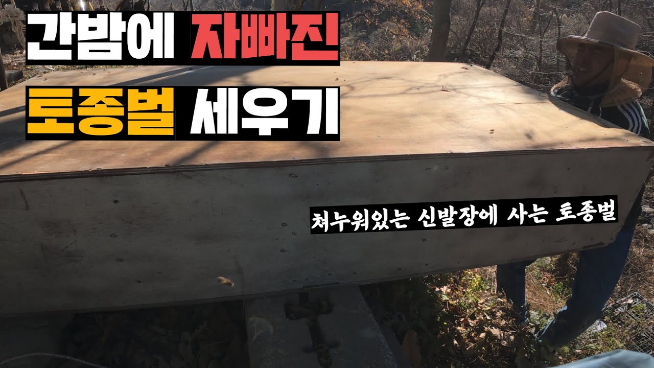 겨울준비를 위한 여왕벌 감금과 자빠져버린 신발장 토종벌