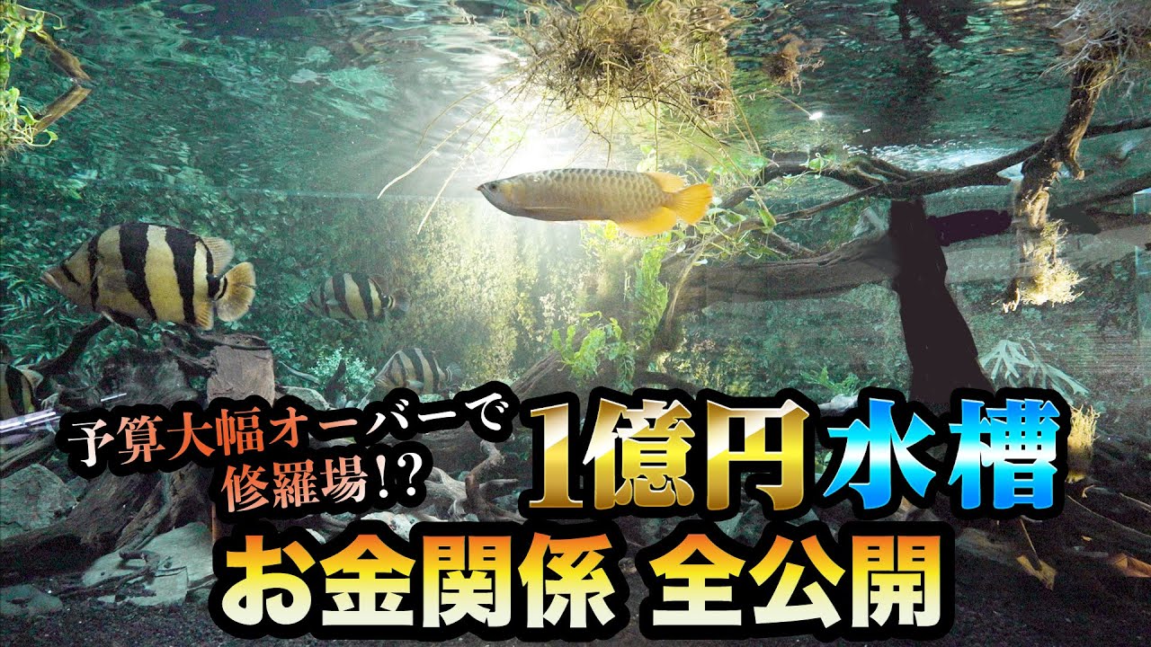 1億円水槽のお金関係！全て公開いたします！