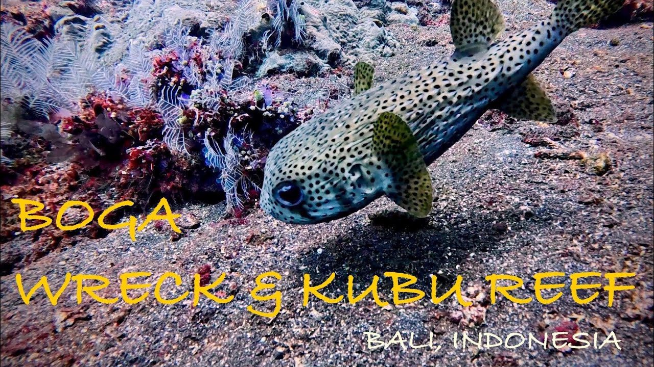 Scuba Diving Kubu, Bali, Indonesia (Boga Wreck & Kubu Reef)