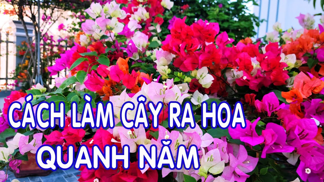 Cách Làm Cây Hoa Giấy Ra Hoa Đơn Giản Nhất