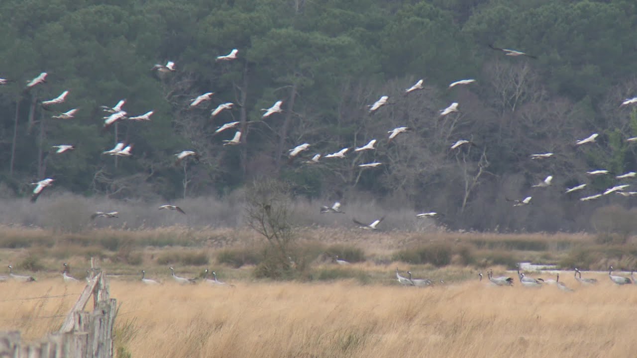 Gironde : la R&eacute;serve naturelle de l'&eacute;tang de Cousseau, un sanctuaire pour les oiseaux migrateurs