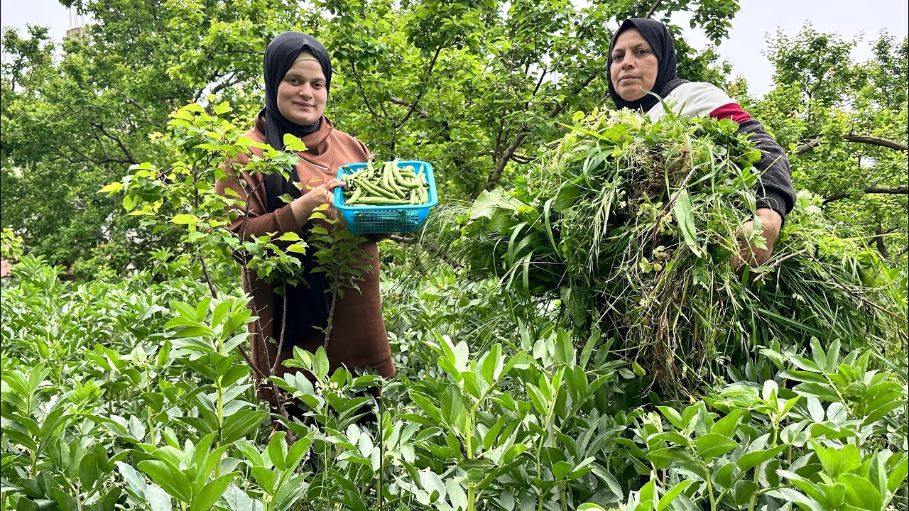 قطاف الفول الأخضر❤️والإهتمام بالمزرعة 🐮وطبخ على موقد الحطب 🔥🪵فول مقلى بالزيت 🤭