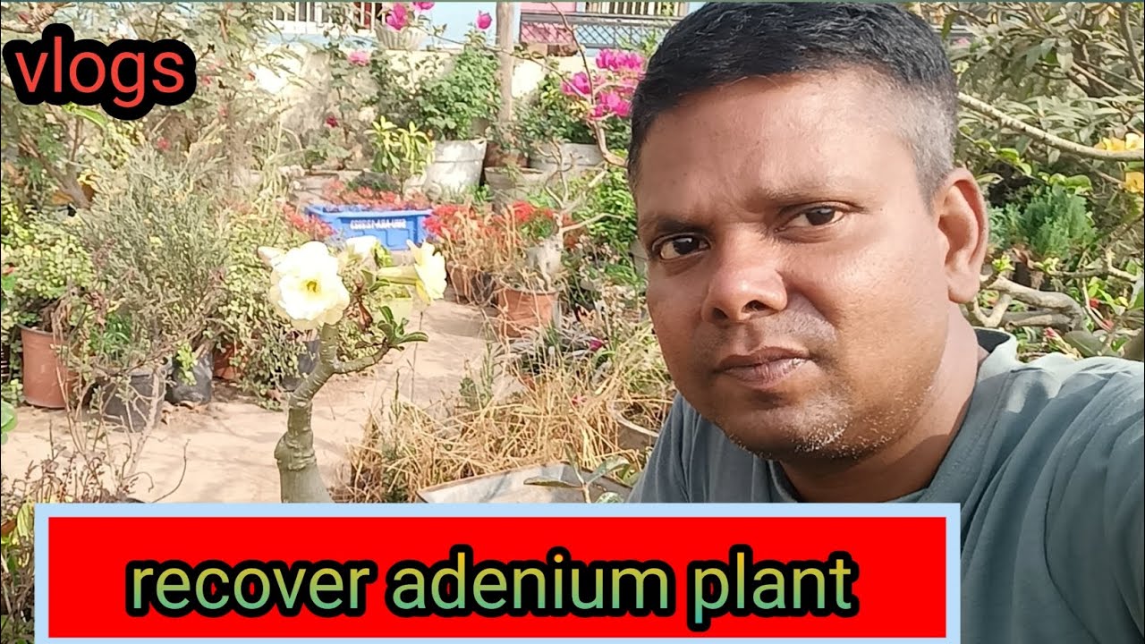 मुझे पीले रंग का एडेनियम mother plant मिल गया ||