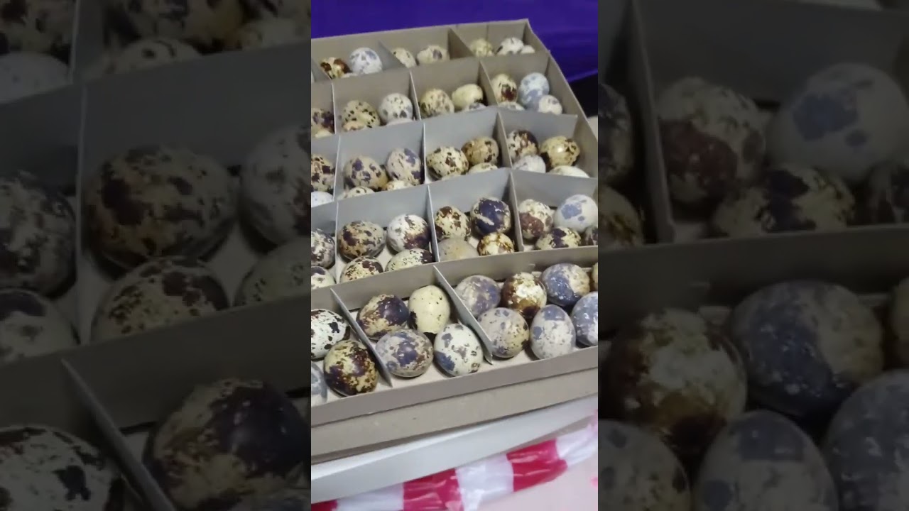 QUAIL EGGS @100pcs per box #SHORT