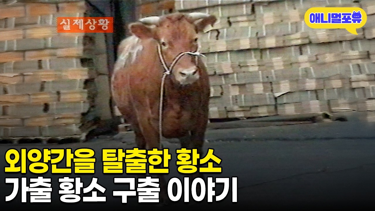 도축장 가기 싫어 가출😂 황소 구출 이야기ㅣKBS 특종 사건파일 011031 방송