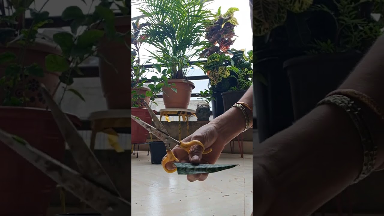 snake plant propagation 😇🤗