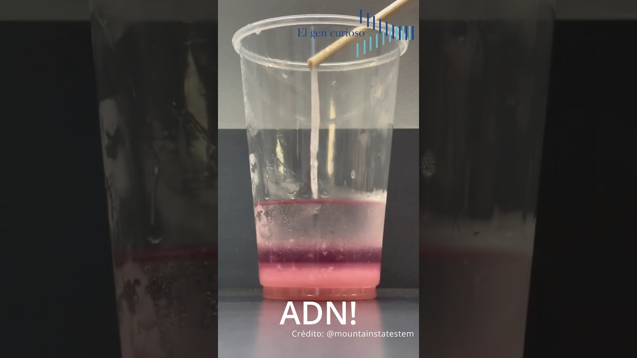 &iexcl;As&iacute; Se Extrae ADN de una fresa! 🍓 🧬#shorts #ciencia #curiosidades