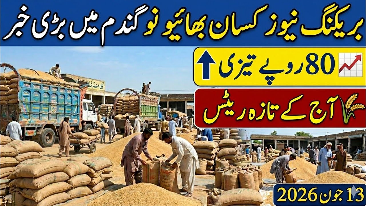 Wheat Market Big Update | گندم میں بڑی خبر، 50 ہزار ٹن کی منظوری | Mandi Rates Today 13 June 2026 🌾🔥