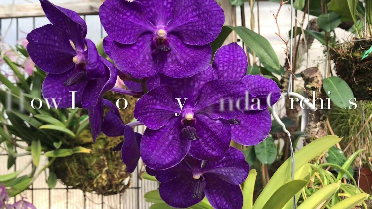 How I grow my Vanda orchids