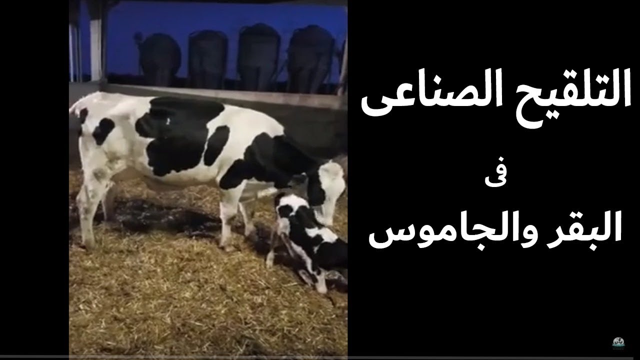 التلقيح الصناعى فى الابقار والجاموس الفوائد والاضرار ولماذا يفضل عن الطبيعي  artificial insemination