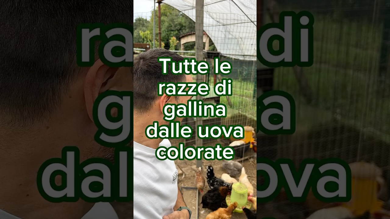 🥚 Galline dalle uova colorate 🪺