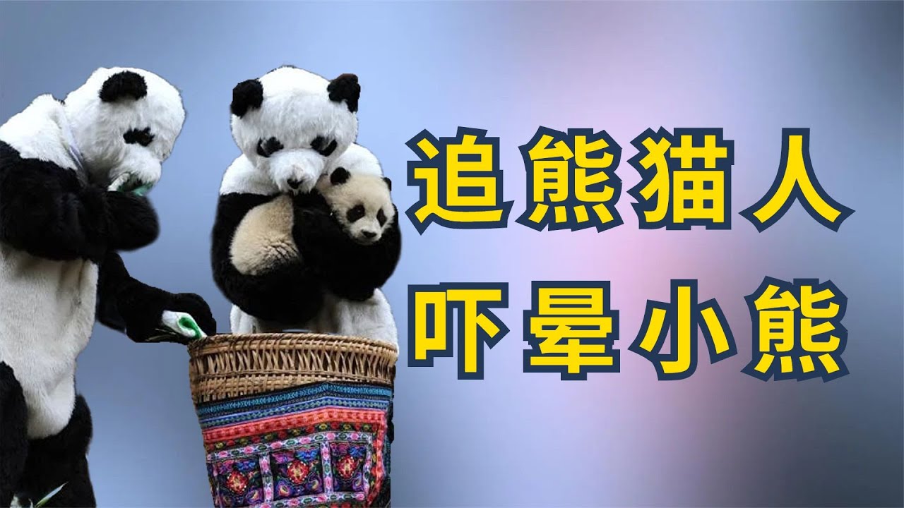 被诡异熊猫人吓晕，首位成功野化圈养大熊猫，淘淘的熊生有多励志【娱圈小学生】