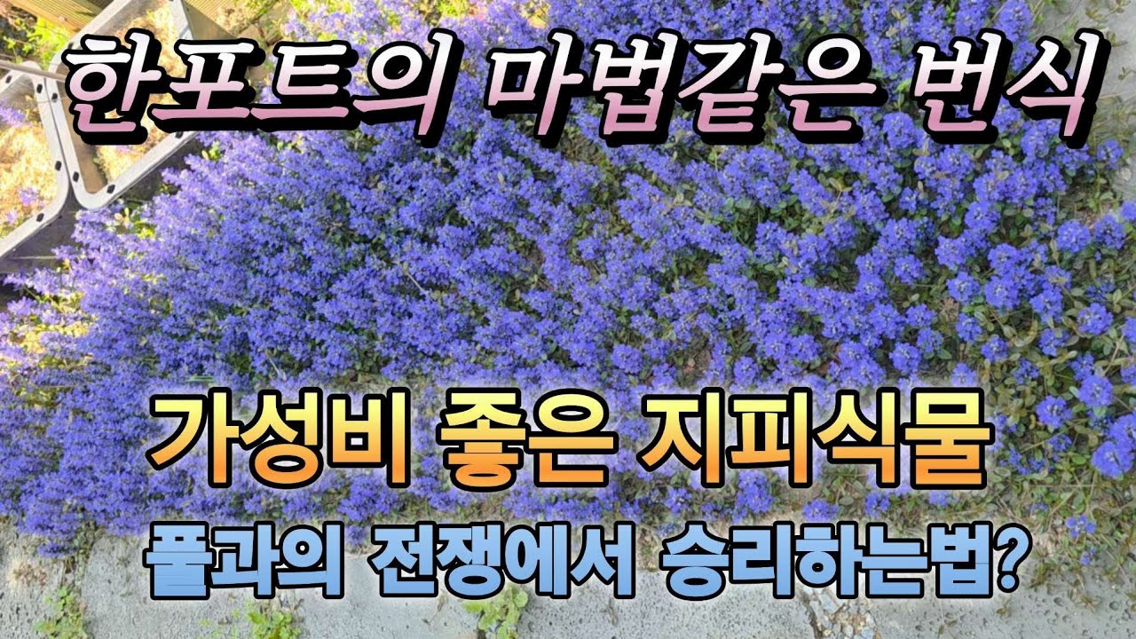 KJ가드닝#25_21/한포트의 마법같은 번식/가성비 좋은 지피식물/풀과의 전쟁에서 승리하는법/제 정원으로 놀러오세요~^^