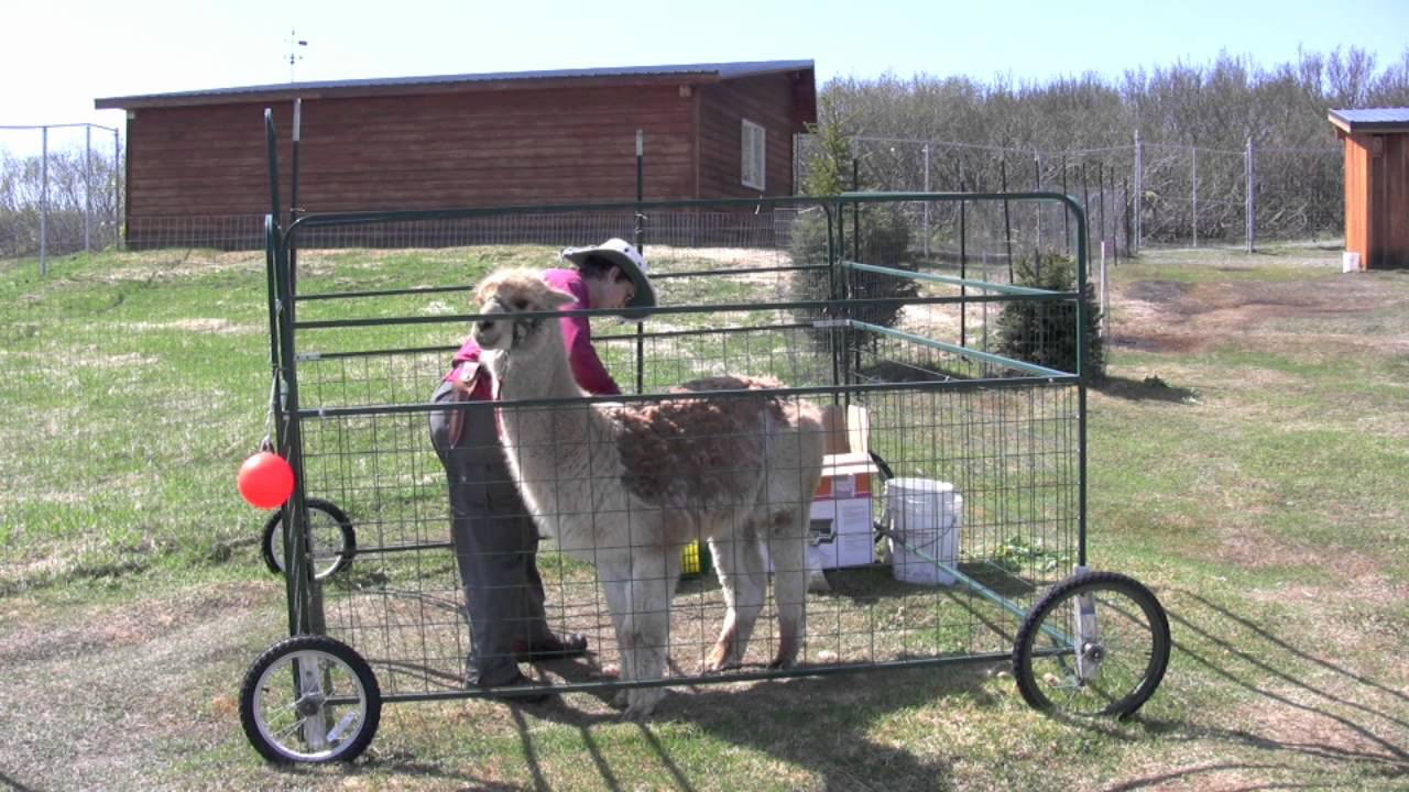 Hand Shearing an Alpaca--Canela's Haircut