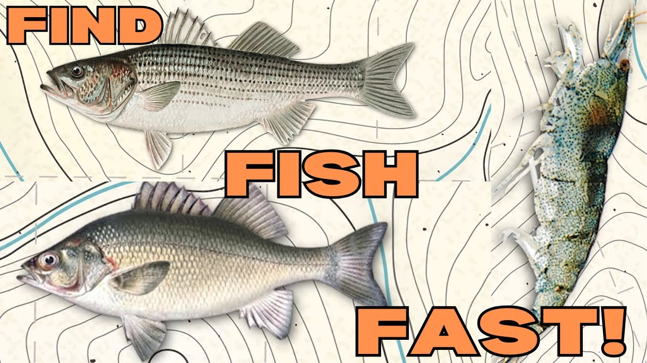 FIND & CATCH White Perch The Easy Way | Your Fishing Questions ANSWERED
