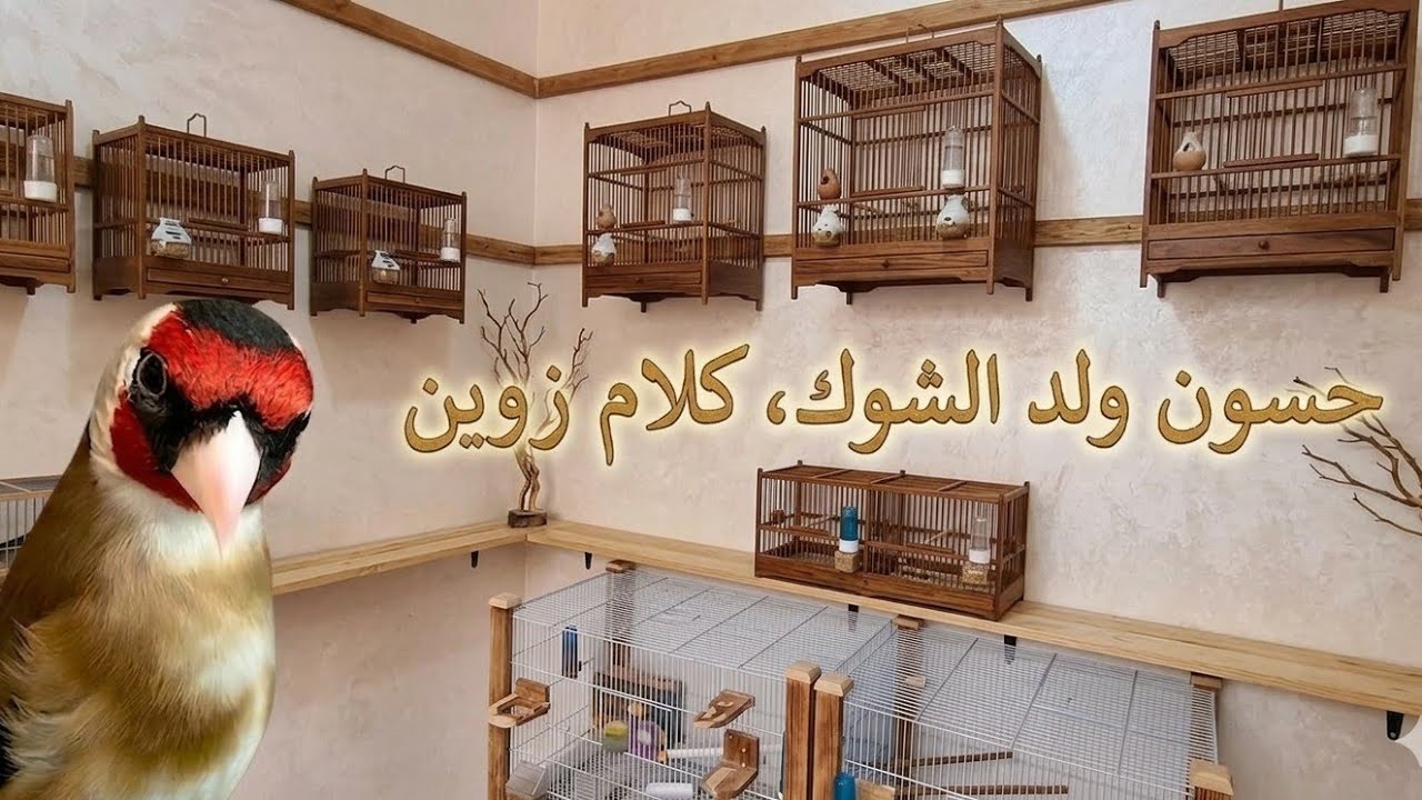 حسون ولد الشوك 11/03/26