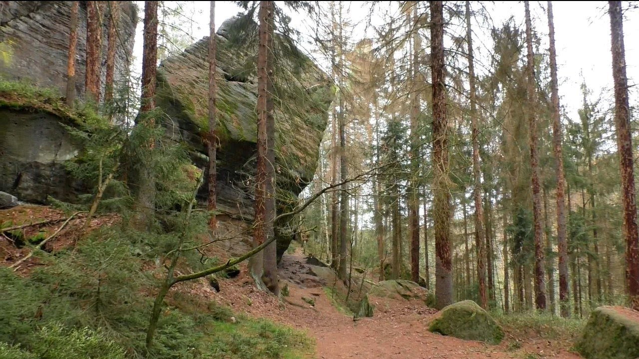 Der Begangsteig im Brandgebiet / Sächsische Schweiz