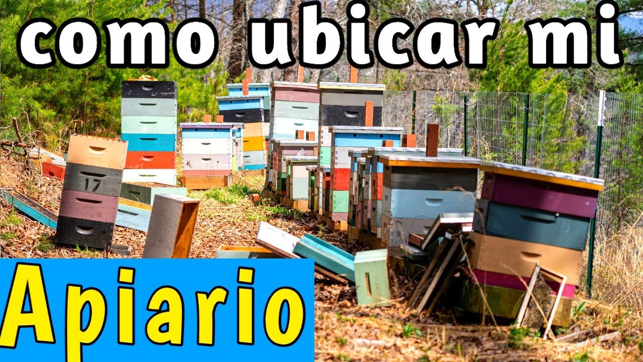 🐝 8 Pasos para Instalar un Apiario Exitoso 😎