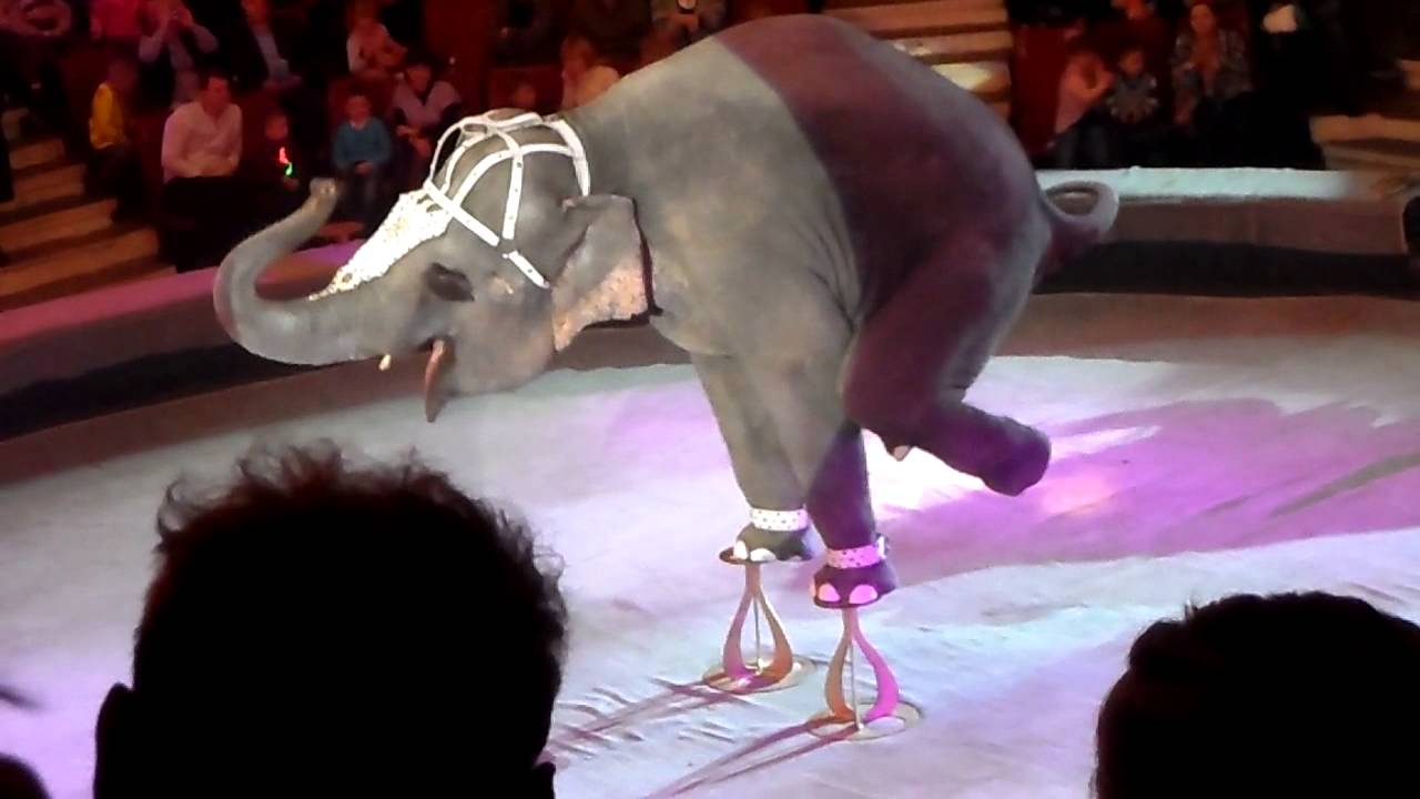 Отрывок представления 