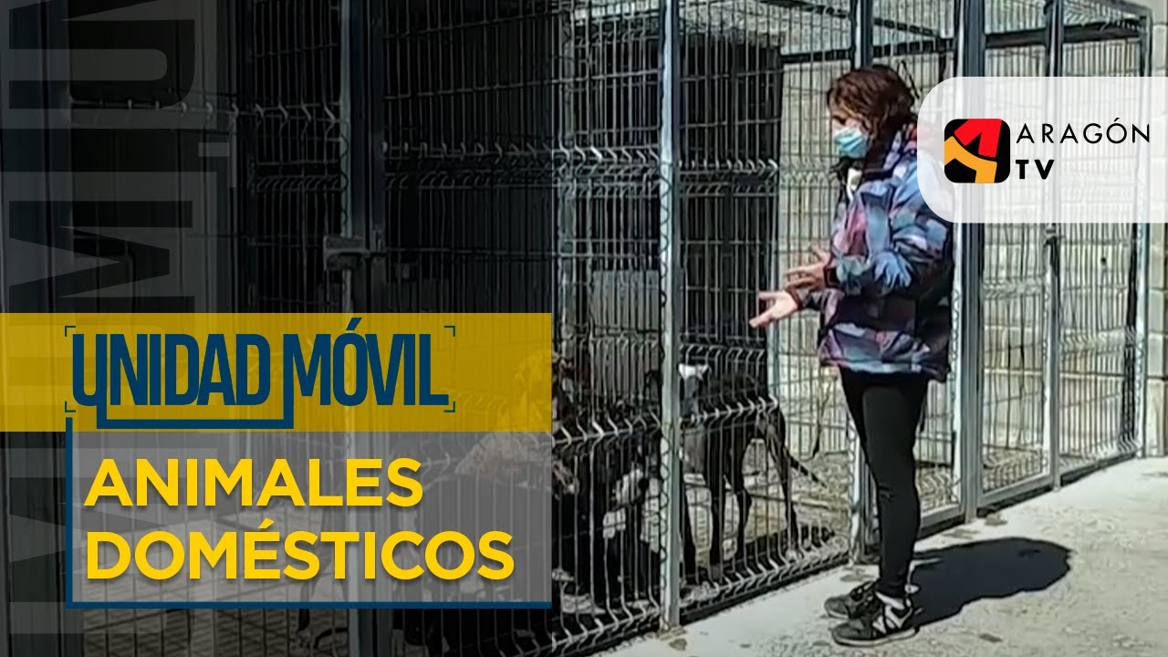 Los perros, una responsabilidad de sus dueños | CONVIVENCIA